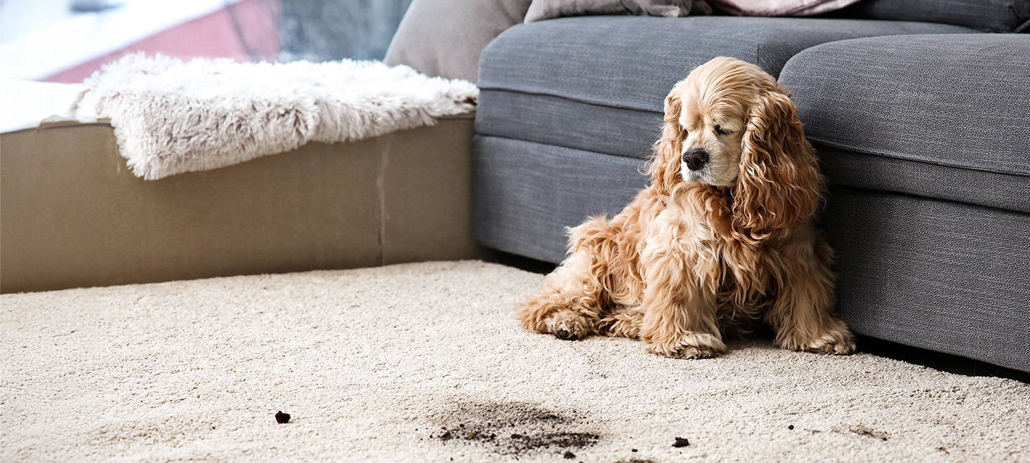 Pet and Odor Cleaning
