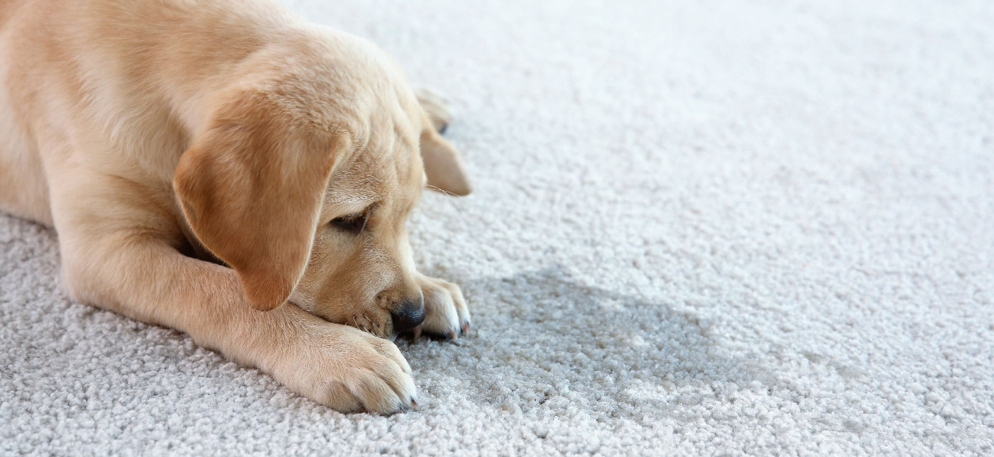 Pet Stain on Carpet Needing Removal